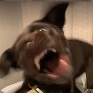 Meet your Posher, Emilia